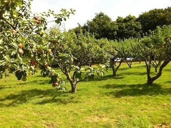 Cider Cottages Burley Eksteriør billede